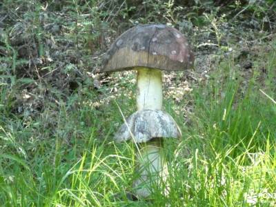 Bosques y Leyendas del Alto Carrión; atención exclusiva al socio senderismo único rutas de montaña p